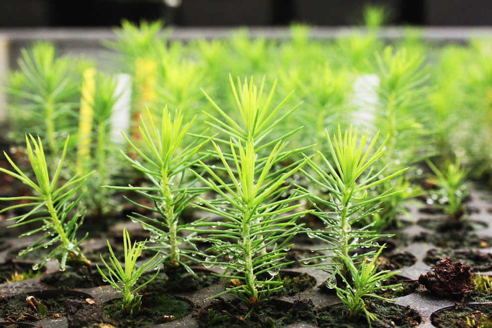 Plants of pine. Photo: Anne Honsel