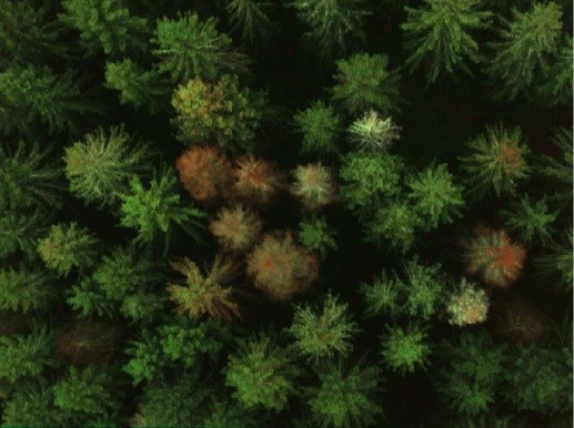Infected trees appeared in a drone image, top view of trees