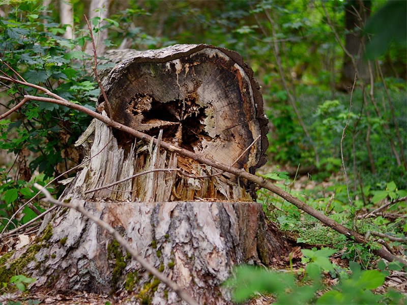 En avsågad trädstam med röta. Foto.