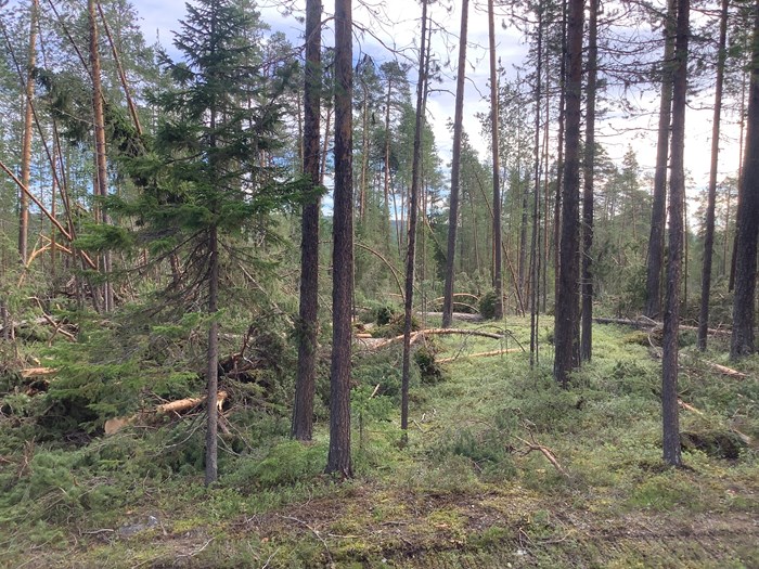 Forest Damage after the storm Hans. Photo. 