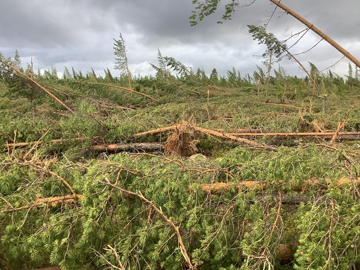 Forest damage after the storm Hans. Photo. 