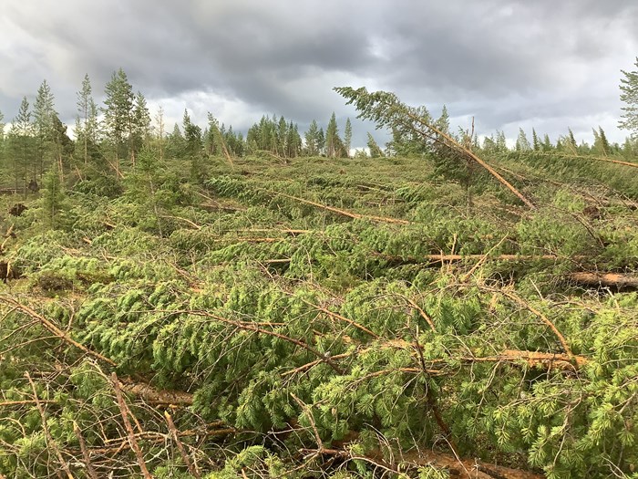 Forest damage after the storm Hans. Photo. 