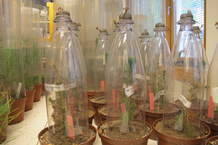 laboratorieexperiment för att testa fröplantors motståndskraft mot snytbaggar