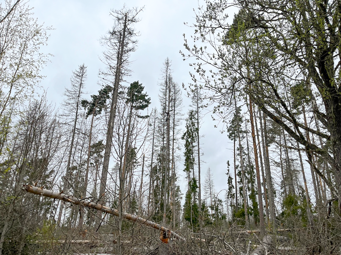 Devastation in nature reserves