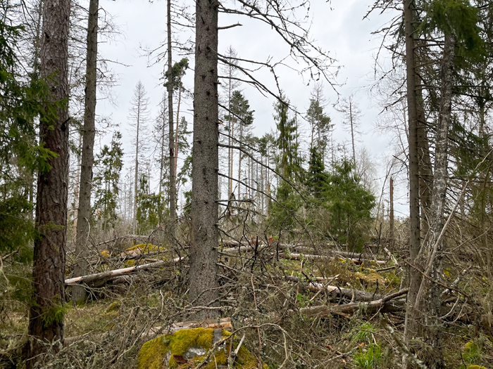 Devastation in nature reserves