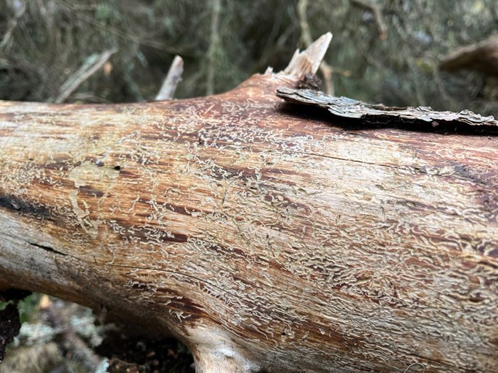 Infested tree that died