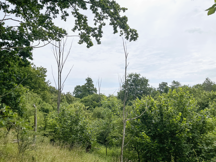 Dead trees in natures reserves