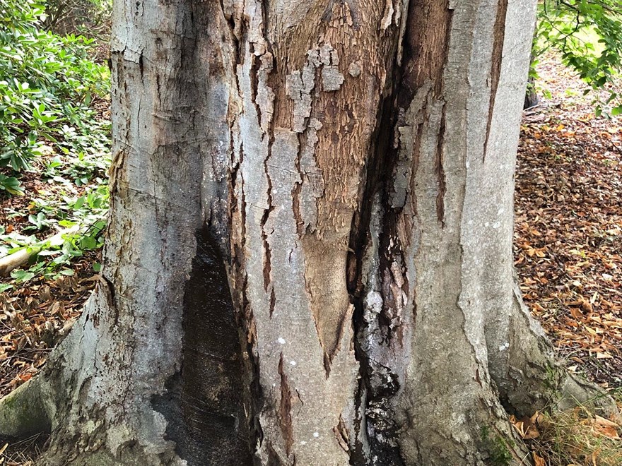 Phytophthora angripen bok. Foto.
