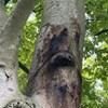 Phytophthora infested beech. Photo.