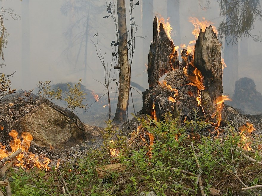 En brand på skogsmark. Foto.