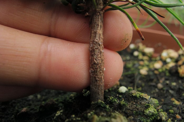 Small needle piecing in the bark