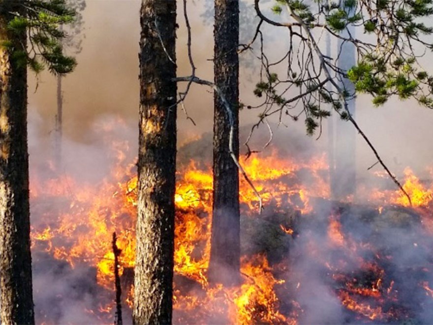 Forest fire in a pine forest. Photo.