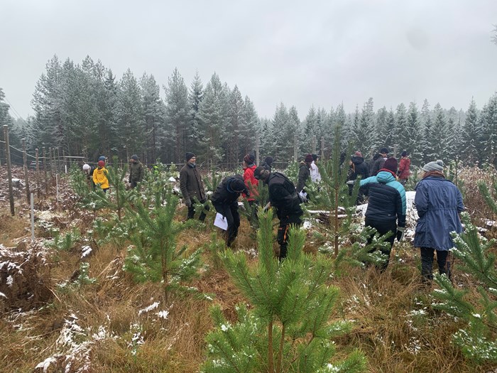 The group is looking for abnormalities on pine. Photo.