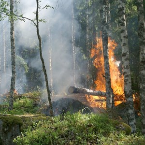Skogsbrand i blandskog. Foto.