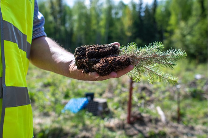 En hand håller i små tallplantor. Foto.
