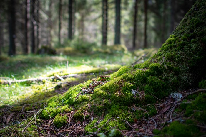 Skog. Foto.