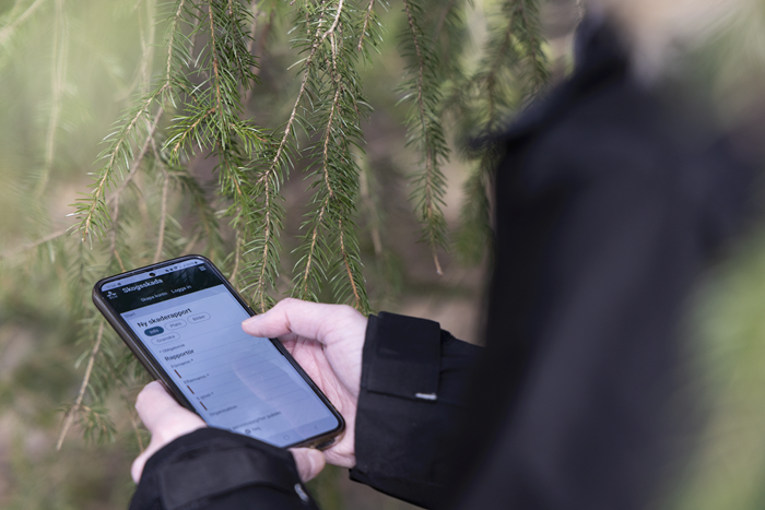 Webbaserade verktyget Skogsskada i mobiltelefon. Foto.