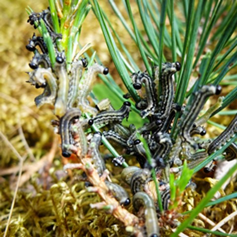 Caterpillars of sawflies on a pine. Photo.Caterpillars of sawflies on a pine. Photo.