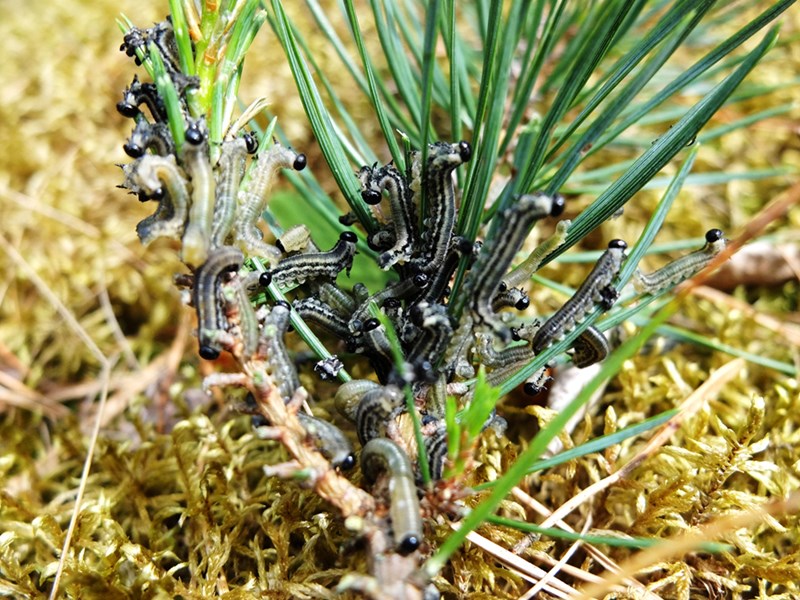 Caterpillars of sawflies on a pine. Photo.