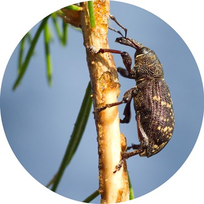 An insect on a spruce twig. Photo.