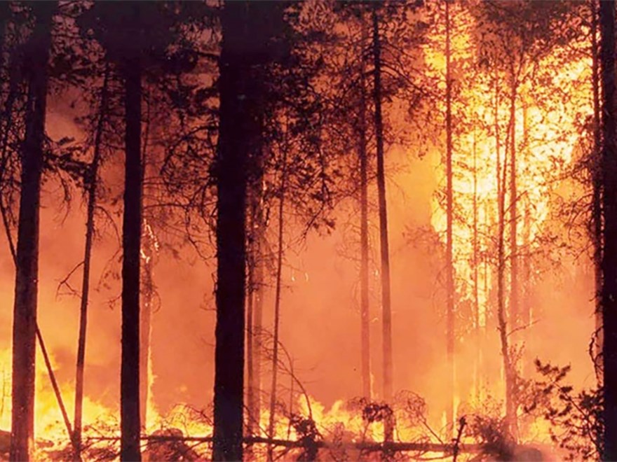 Forest fire. Photo.
