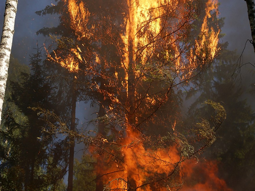 Ett brinnande träd. Foto.