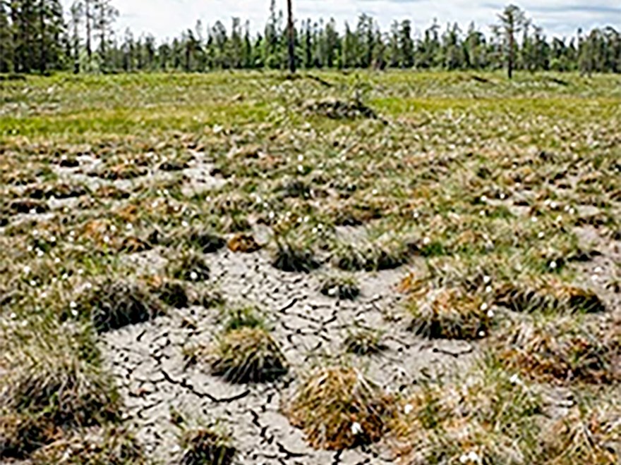 Torr mark med skog i bakgrunden. Foto.