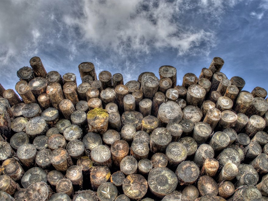 TImber in a pile. Photo.