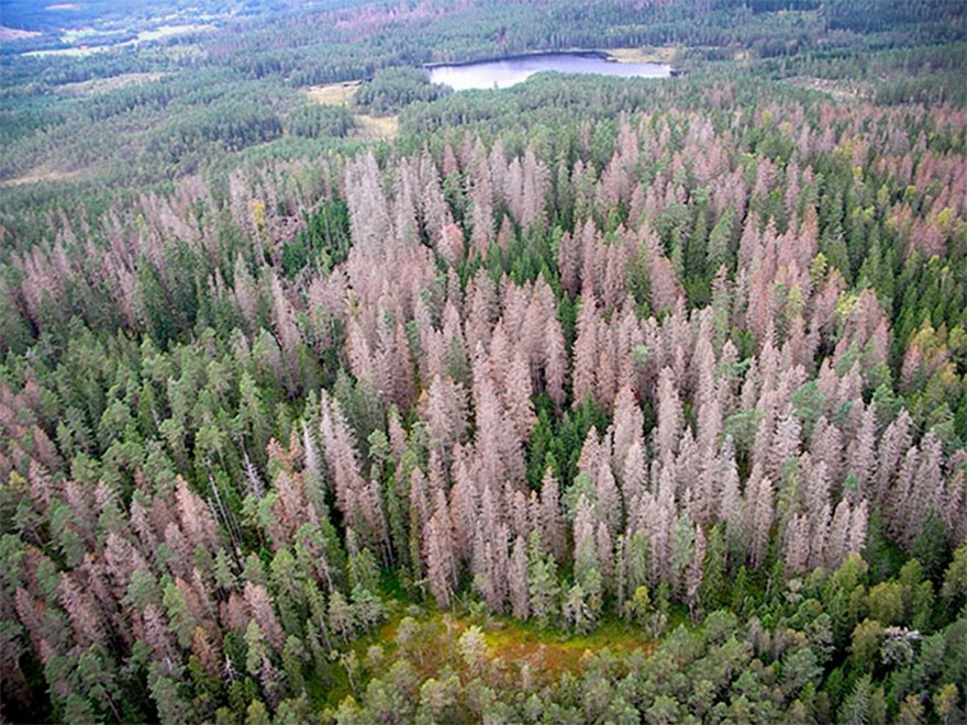 Dead spruce forest seen from above. Photo.