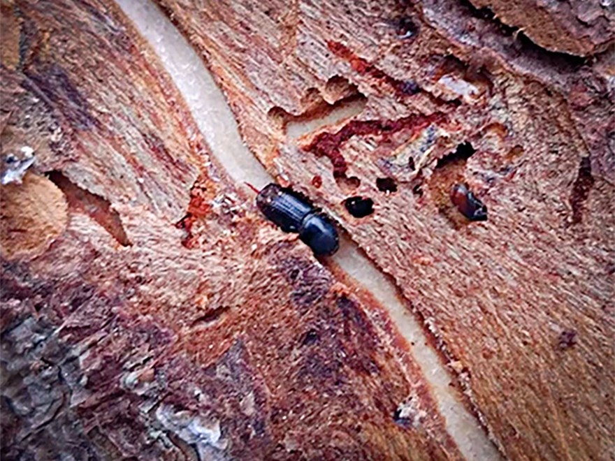 En svart insekt i bark. Foto.
