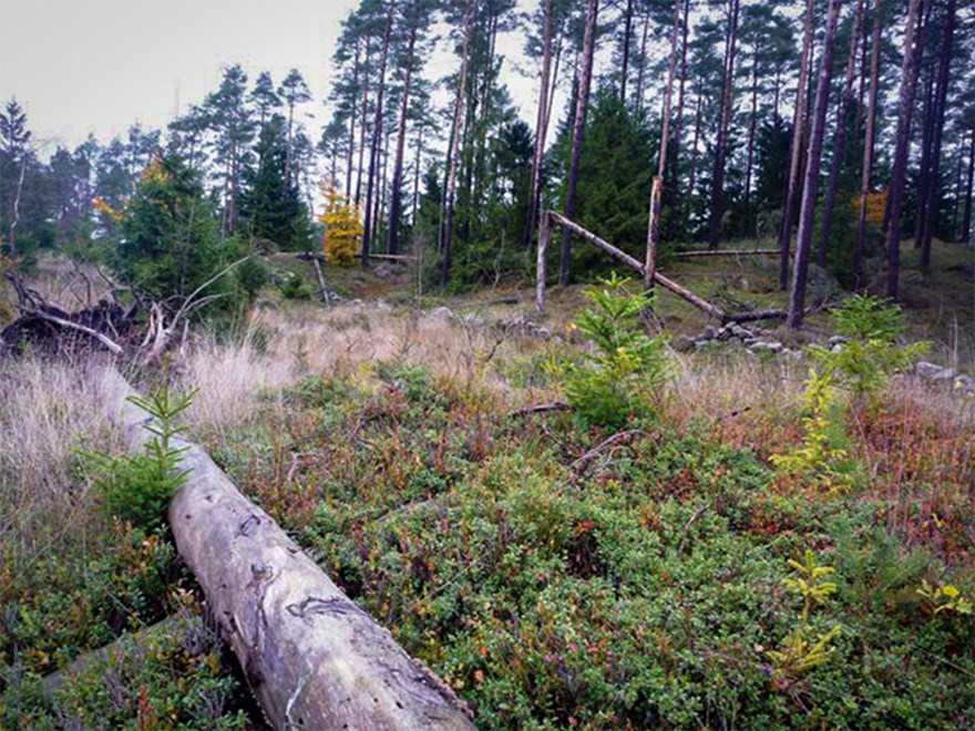 Stormskador i skog. Foto.