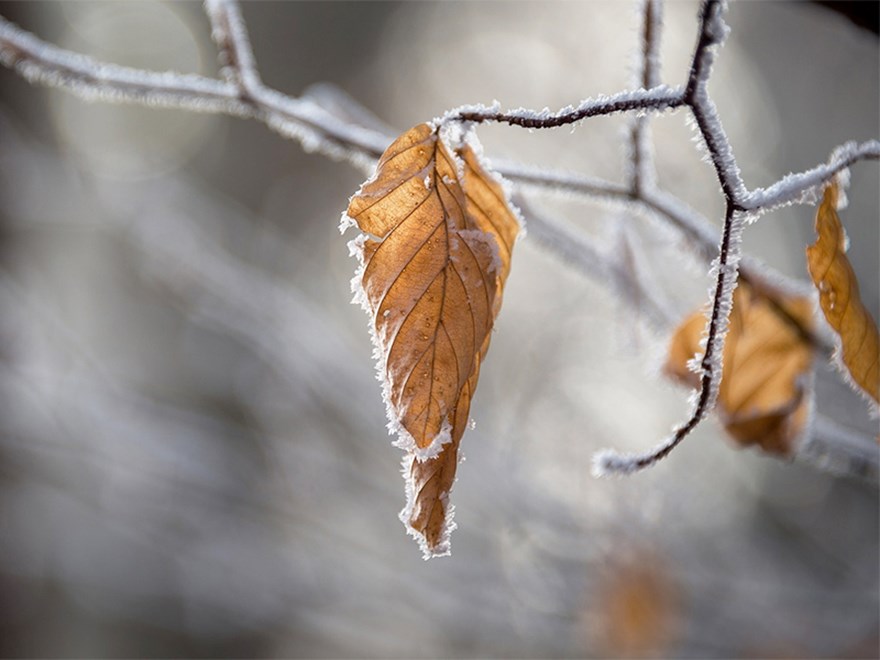 Löv med frost. Foto.