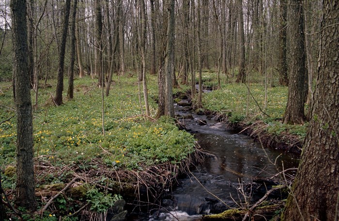 Skog vid inventering 1988. Foto.