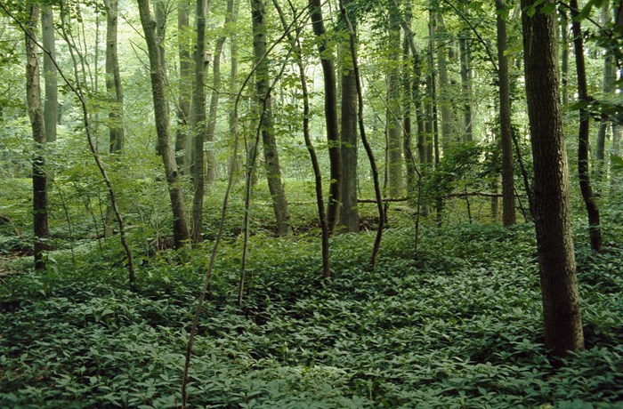 Skog vid inventering 1988. Foto.