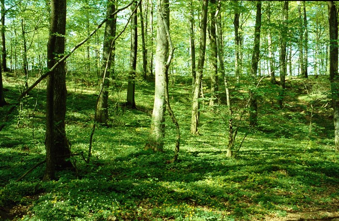 Skog vid inventering 1990. Foto. 