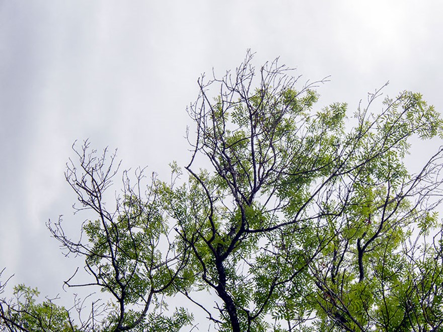 A deciduous tree with many bare branches. Photo.