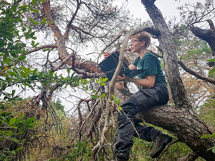 A woman in a pine tree that has many yellow needles. Photo.