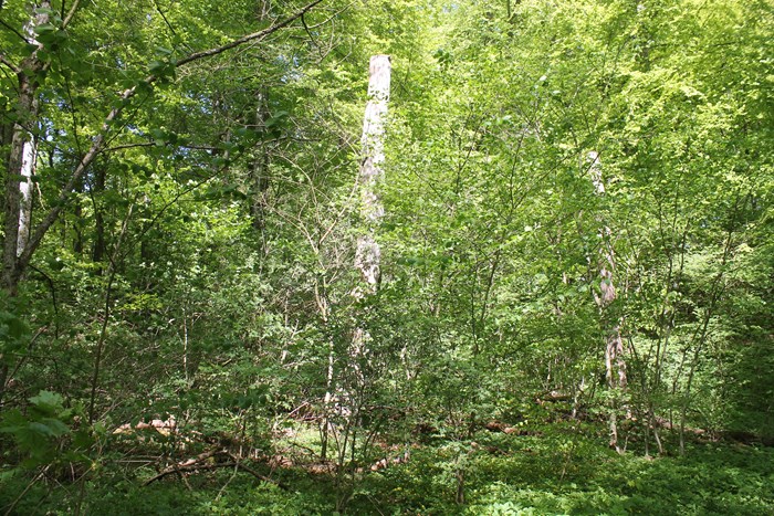 Skog vid återinventering 2021. Foto. 
