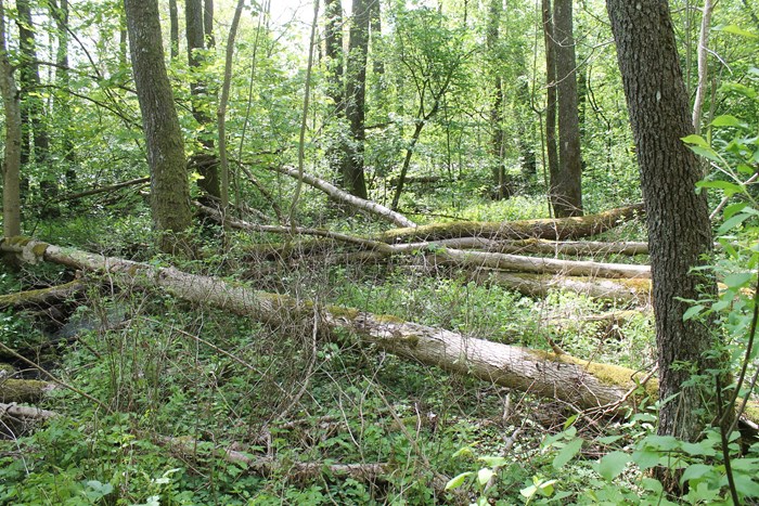 Skog vid återinventering 2021. Foto.