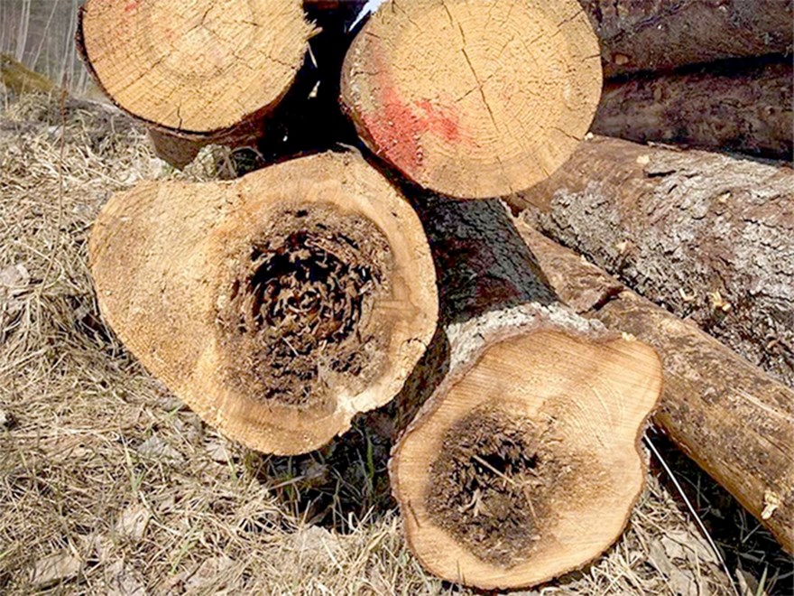 Timber with root rot. Photo.