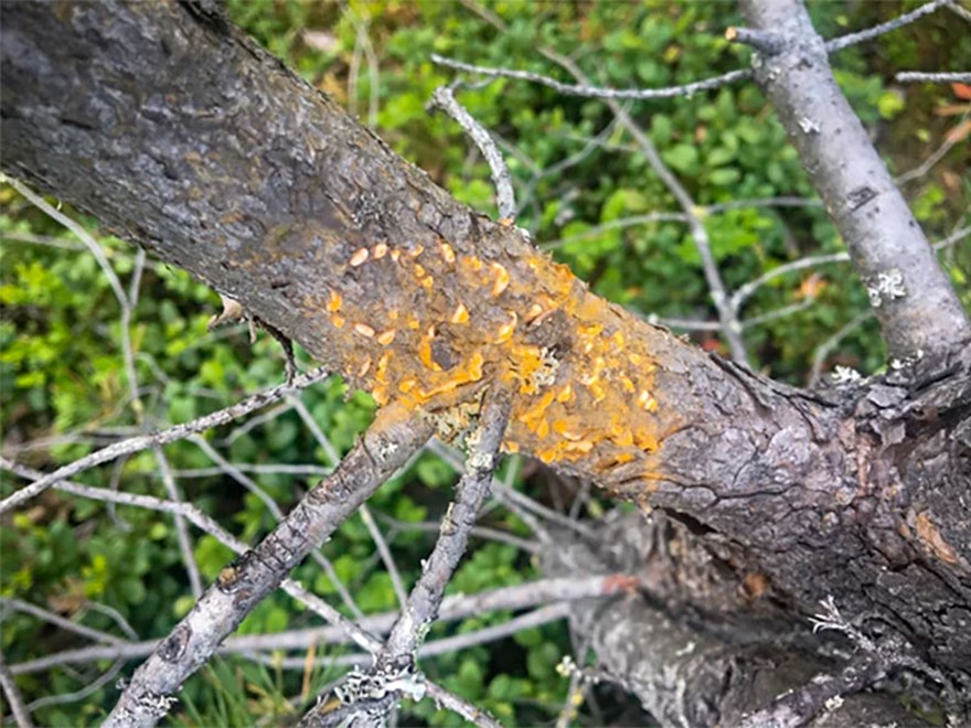 Orange beläggning på en tallstam. Foto.