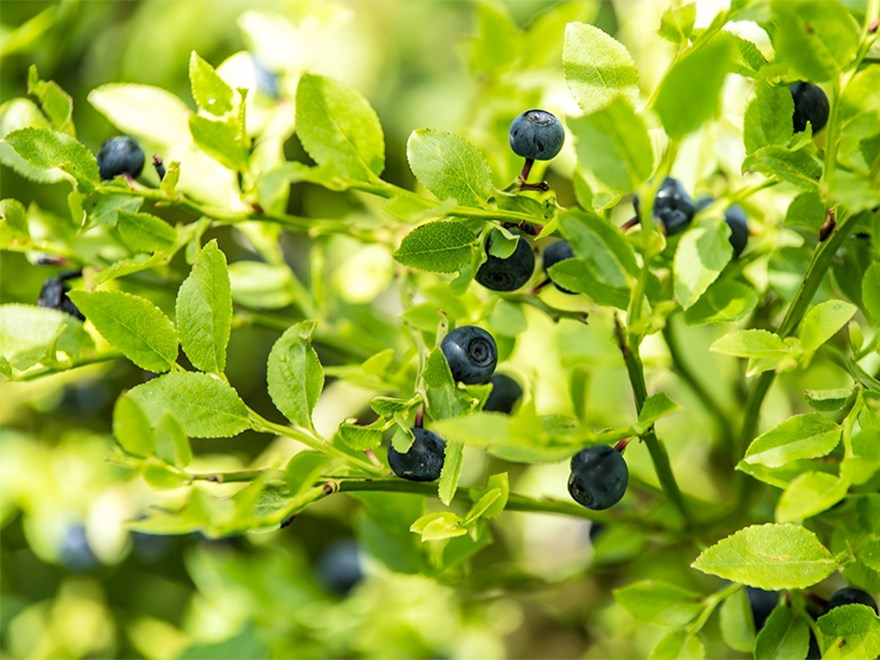 Bluberries on a plant. Photo.