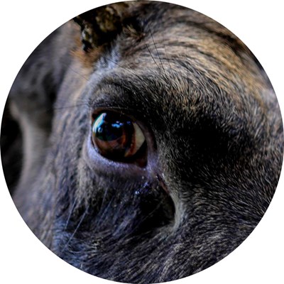 Close-up of an eye of a moose. Photo.