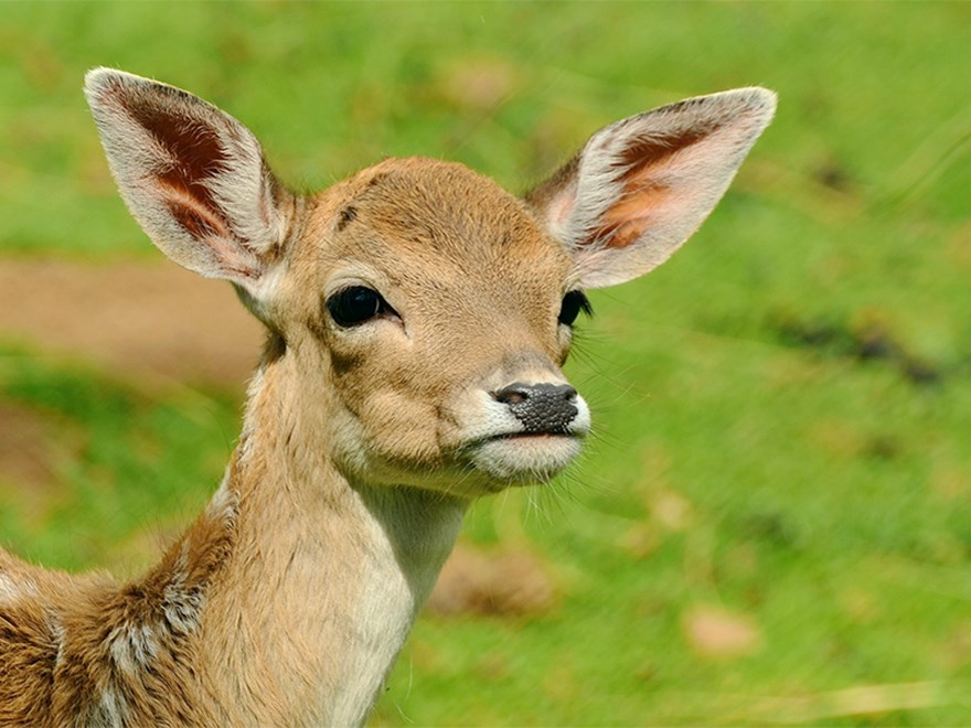 A young roedeer. Photo.