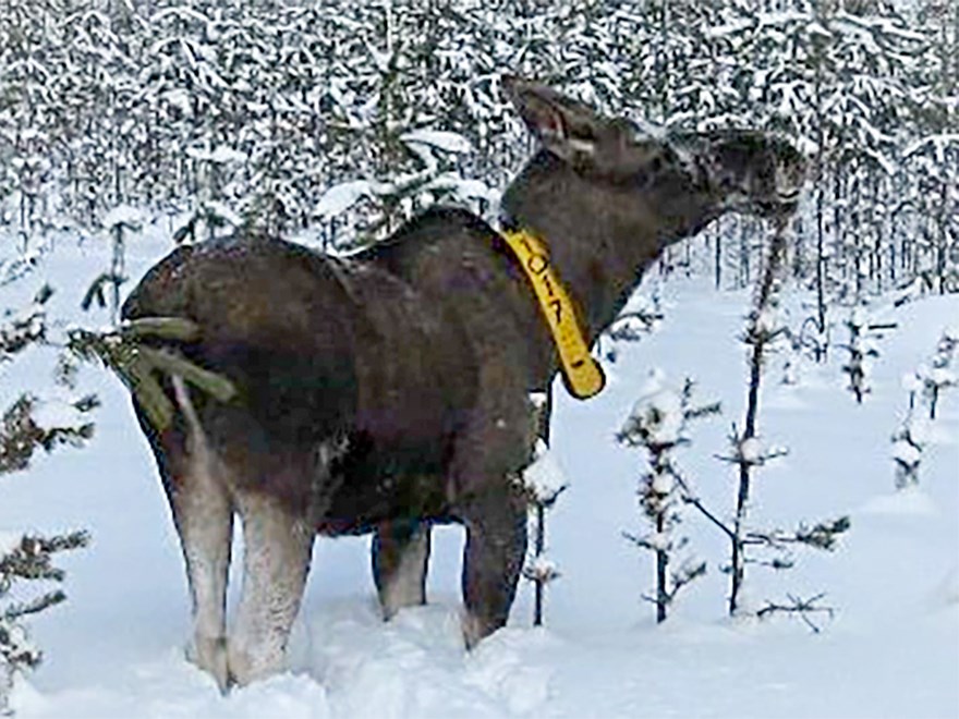 Betande älg i snö med ett gult halsband. Foto.