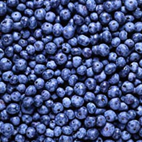 A close-up of lots of blueberries, photo.
