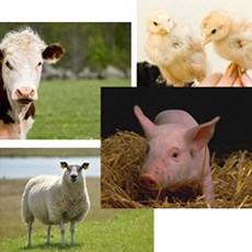 collage of four different animal pictures that are a meat cow, a sheep, a cult and two small chickens, photo.