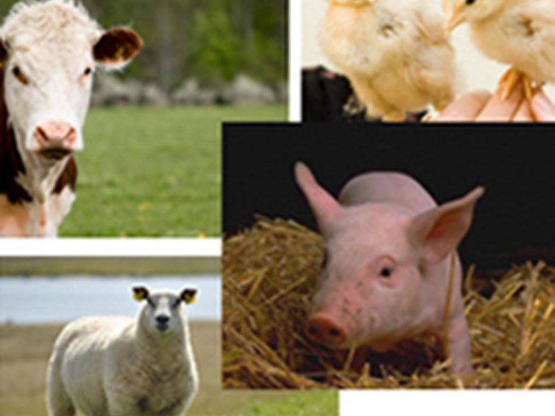 kollage av fyra olika djurbilder som är en köttko, ett får, en kulting och två små kycklingar, foto.