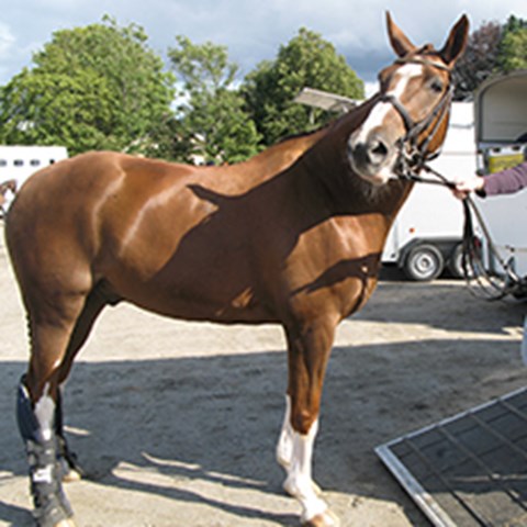 En brun häst med vit helstrumpa på benen och en vit bläs på mulen, foto.