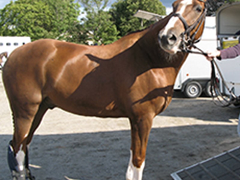 En brun häst med vit helstrumpa på benen och en vit bläs på mulen, foto.